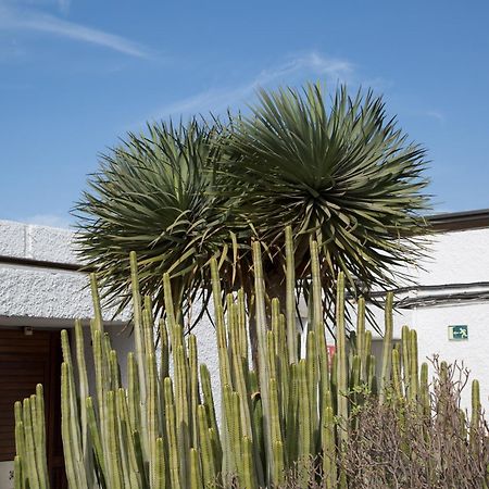 Vintersol Los Cristianos (Tenerife) Dış mekan fotoğraf